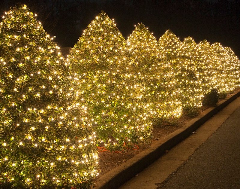 bushes_wrapped_lights_0420.jpg